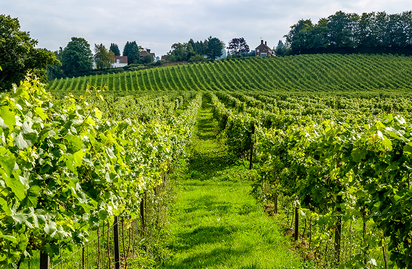 A Day in Tuscany: Nature, Wine & Tradition