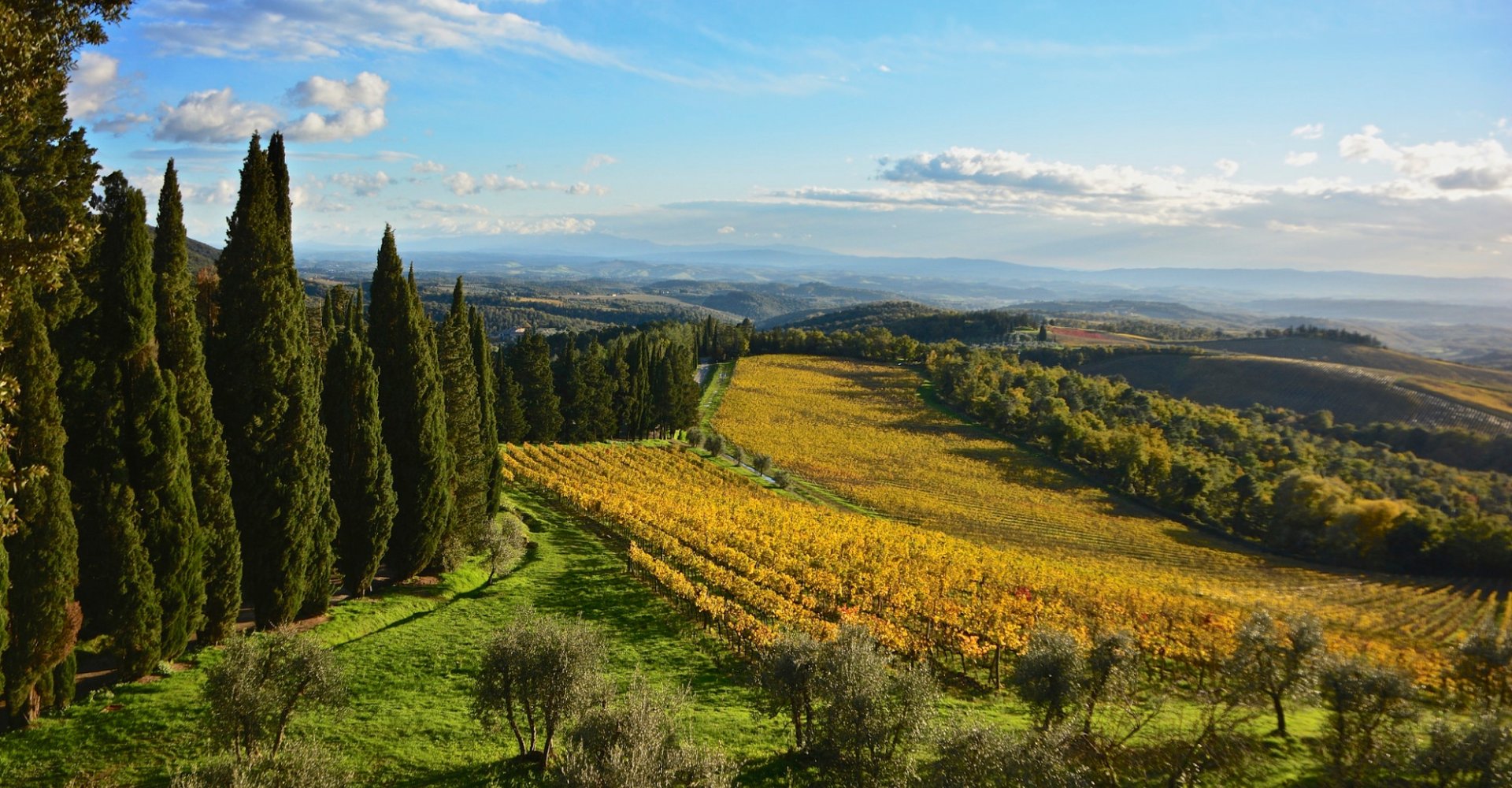 A Walk In The Vineyards