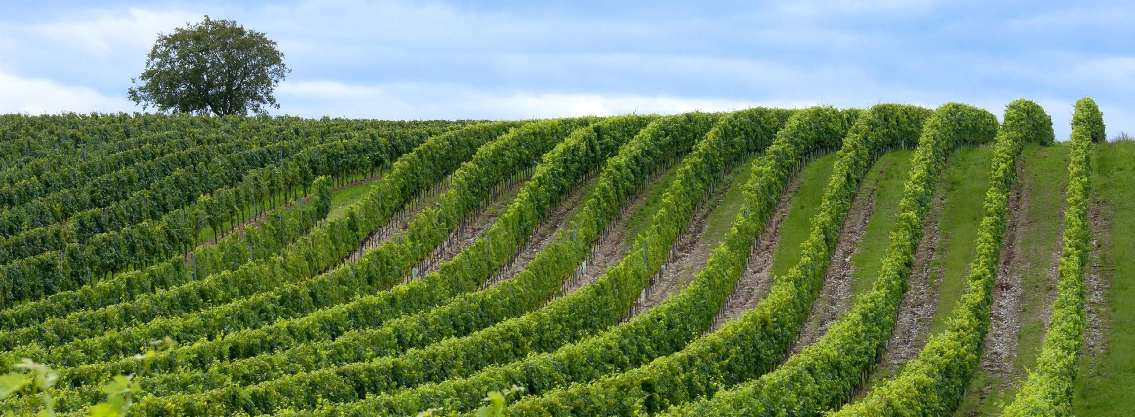 A Day in Tuscany: Nature, Wine & Tradition