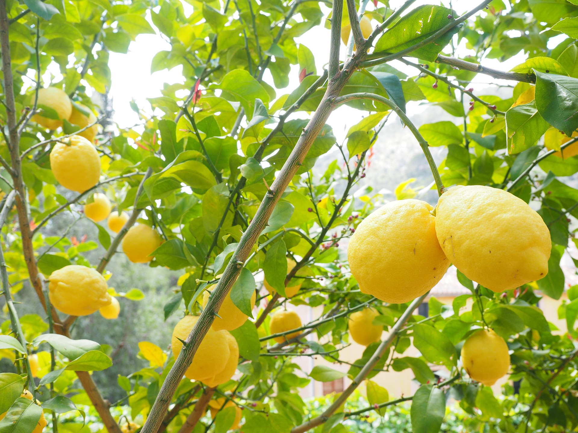 Incredible Amalfi Drive: Positano, Amalfi & Lemon Tour