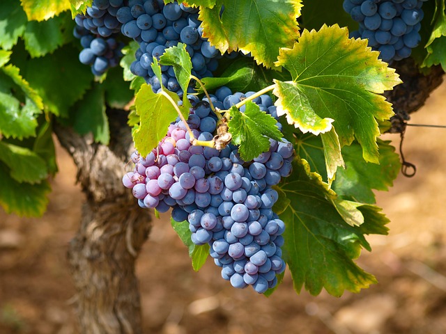 A Day in Tuscany: Nature, Wine & Tradition