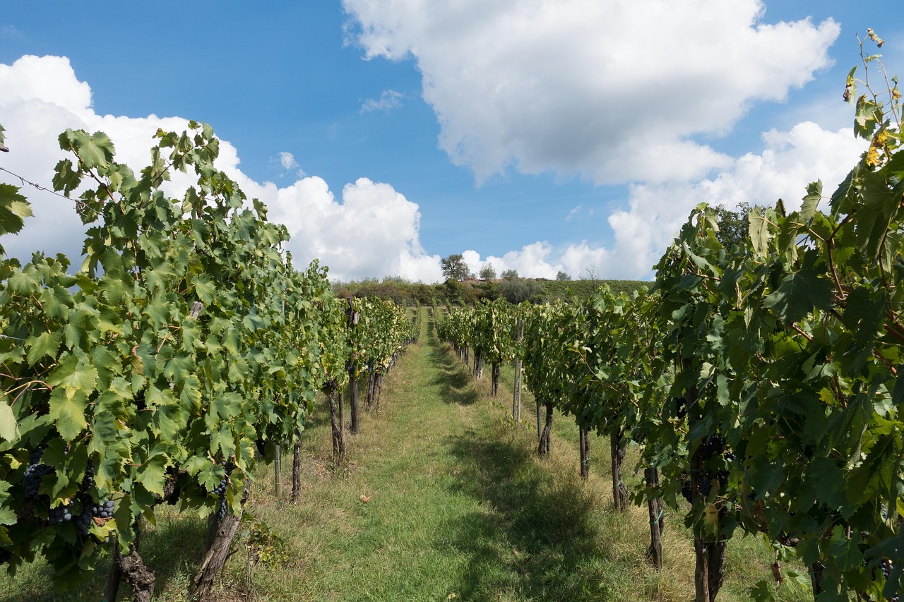 A Journey Through Chianti: Wine, History, and Tuscan Beauty