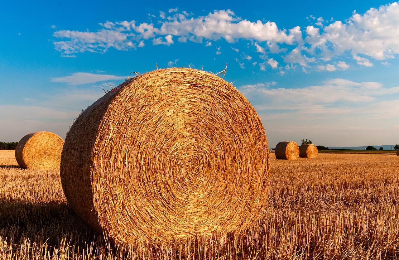 A Taste of Tradition: Explore the Farmhouse and Experience Burrata-Making