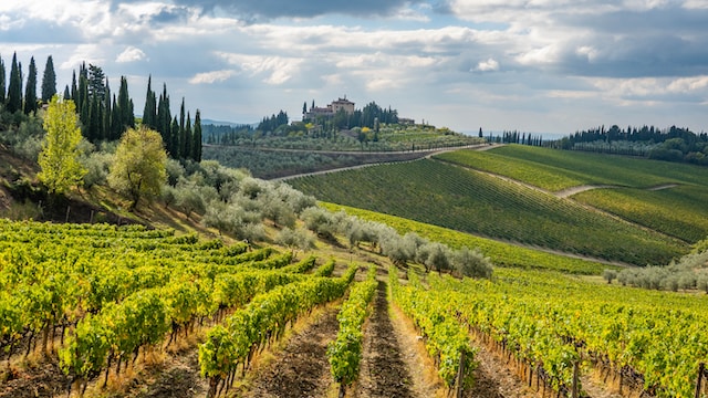 A Walk In The Vineyards