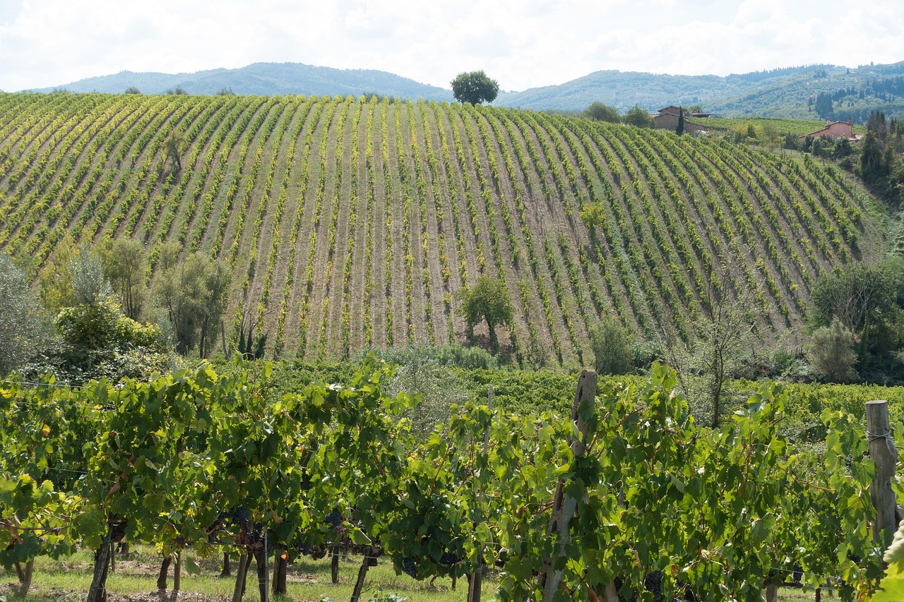 A Day in Tuscany: Nature, Wine & Tradition